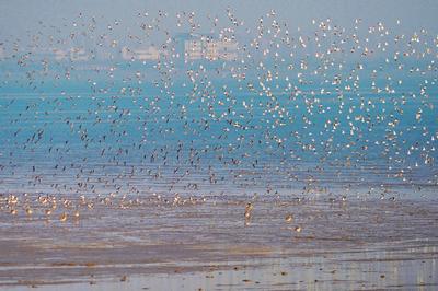 遮天蔽日大场面！万千候鸟飞抵胶州湾越冬