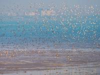 遮天蔽日大场面！万千候鸟飞抵胶州湾越冬