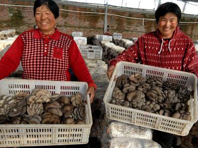 青岛这里农户2个蘑菇大棚年收入50万元