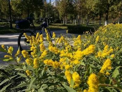 警惕！发现这种黄花别采、别种，请立马上报！