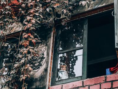 仿佛误入魔法世界！这里的五叶地锦太惊艳|云游青岛