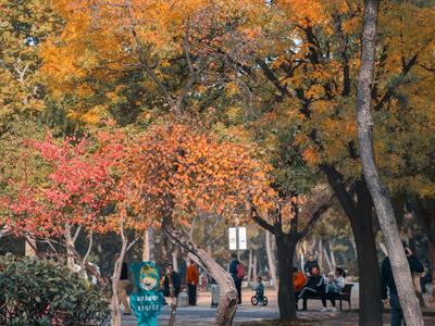 银杏、黄栌、红叶...这个宝藏公园值得一逛