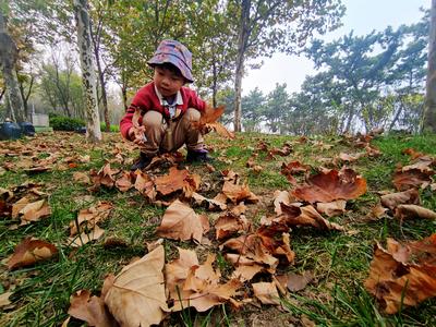 最美深秋来了！满城尽是“黄金叶”