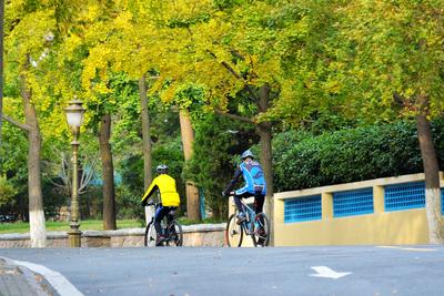 银杏披“金甲”！八大关迎来全年颜值高峰