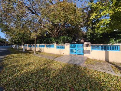 叶落，转身已是冬!实拍八大关的金色之路