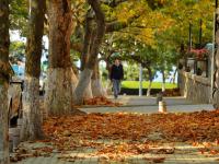 最美深秋来了！满城尽是“黄金叶”