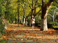 最美深秋来了！满城尽是“黄金叶”