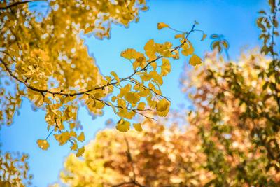 银杏、黄栌、红叶...这个宝藏公园值得一逛