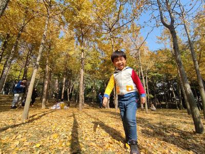 落叶、假山、亭台……一步一景，百花苑初冬也争艳