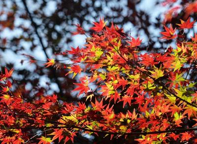 北九水红叶满山谷