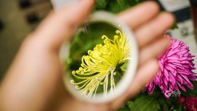 镜子在手，花园我有！青岛菊展美到“开挂”