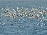 遮天蔽日大场面！万千候鸟飞抵胶州湾越冬