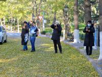 叶落，转身已是冬!实拍八大关的金色之路