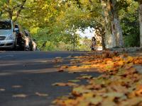 最美深秋来了！满城尽是“黄金叶”