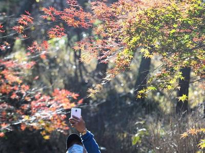 北九水红叶满山谷