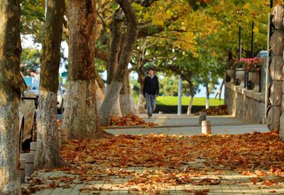 最美深秋来了！满城尽是“黄金叶”