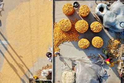 玉米丰收遍地金！好一幅青岛“晒秋图”