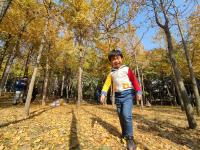 落叶、假山、亭台……一步一景，百花苑初冬也争艳