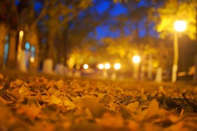 追赶树间的阳光，晨曦下的八大关太美