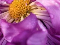 特写镜头下的花蕊、花瓣、露珠竟是酱紫!实拍青岛菊展