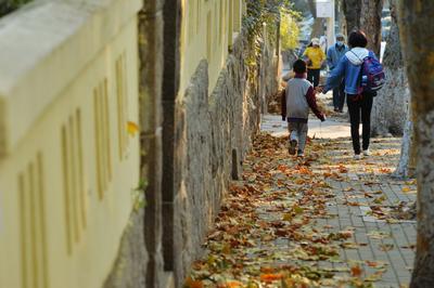 最美深秋来了！满城尽是“黄金叶”
