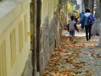 最美深秋来了！满城尽是“黄金叶”