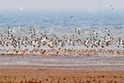 遮天蔽日大场面！万千候鸟飞抵胶州湾越冬