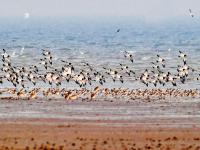 遮天蔽日大场面！万千候鸟飞抵胶州湾越冬