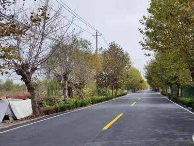 青岛国省道干线服务品质大幅提升，“四好农村路”建设全省领先