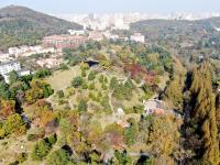 落叶、假山、亭台……一步一景，百花苑初冬也争艳