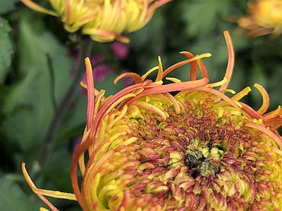 特写镜头下的花蕊、花瓣、露珠竟是酱紫!实拍青岛菊展