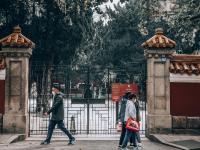 仿佛误入魔法世界！这里的五叶地锦太惊艳|云游青岛