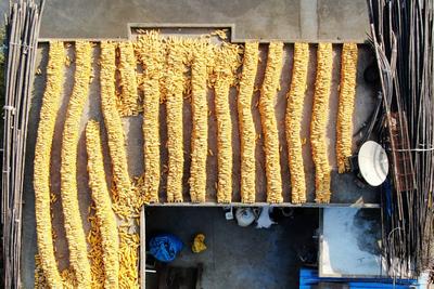 玉米丰收遍地金！好一幅青岛“晒秋图”