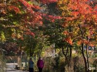 北九水红叶满山谷