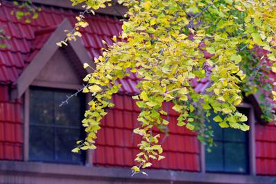 银杏披“金甲”！八大关迎来全年颜值高峰