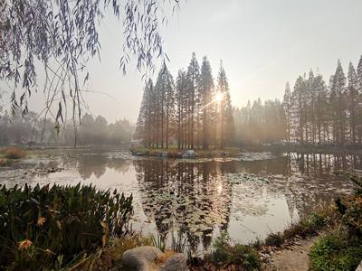 “雾”与伦比！中山公园清晨“仙气照”