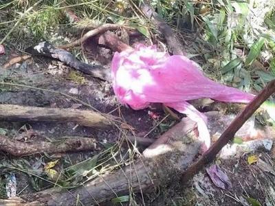 4名遇难地质队员为何用一次性塑料雨衣？单位回应