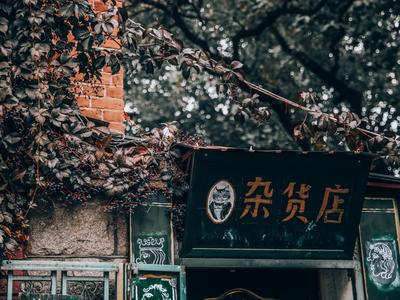 仿佛误入魔法世界！这里的五叶地锦太惊艳|云游青岛