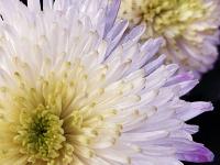 特写镜头下的花蕊、花瓣、露珠竟是酱紫!实拍青岛菊展