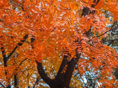 银杏、黄栌、红叶...这个宝藏公园值得一逛
