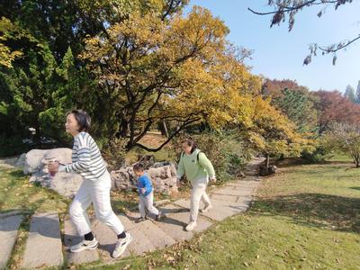 落叶、假山、亭台……一步一景，百花苑初冬也争艳