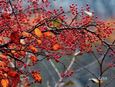 柿子黄、野果红，崂山蔚竹观4K版秋景来啦