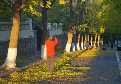 追赶树间的阳光，晨曦下的八大关太美