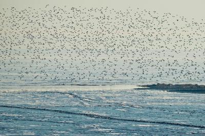 遮天蔽日大场面！万千候鸟飞抵胶州湾越冬