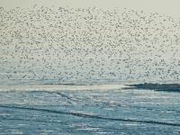 遮天蔽日大场面！万千候鸟飞抵胶州湾越冬