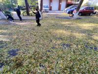 叶落，转身已是冬!实拍八大关的金色之路