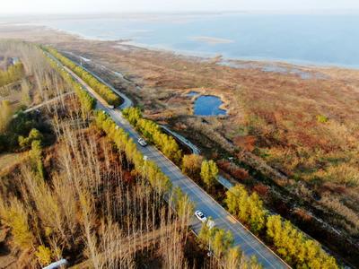 隔着屏幕看醉了！实拍莱西湖冬日芦苇花