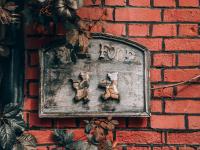 仿佛误入魔法世界！这里的五叶地锦太惊艳|云游青岛