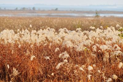 隔着屏幕看醉了！实拍莱西湖冬日芦苇花