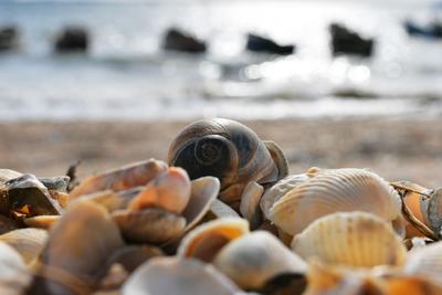 生态奇景！青岛有片“贝壳海滩”，快来看